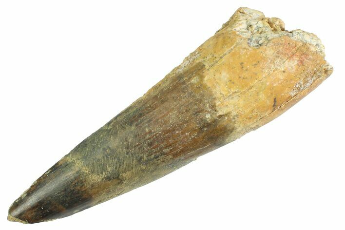 Real Fossil Spinosaurus Tooth - Composite Tooth #347199